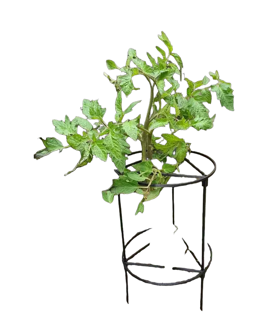Jaula para tomates